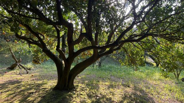 新竹北埔農地-11