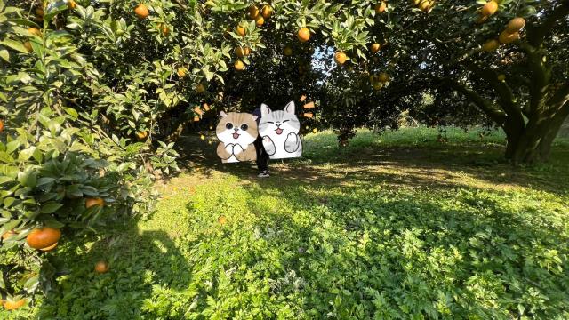 新竹北埔農地-12