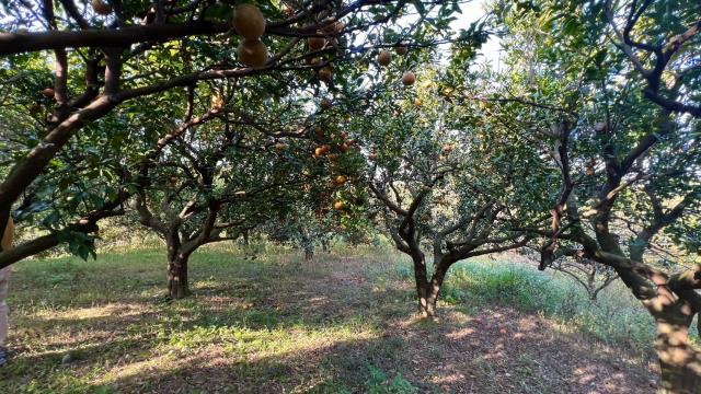 新竹北埔農地-13