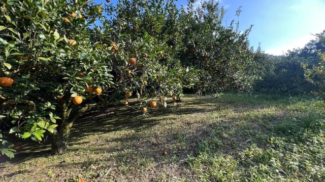 新竹北埔農地-14