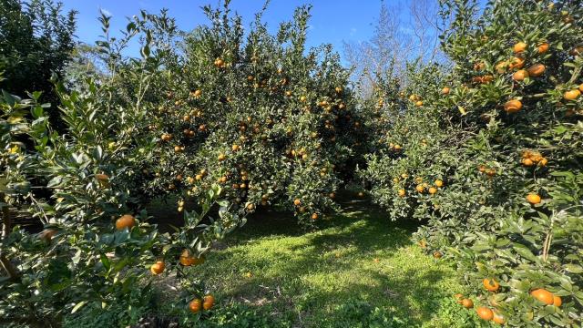 北埔二寮神木視野農地B