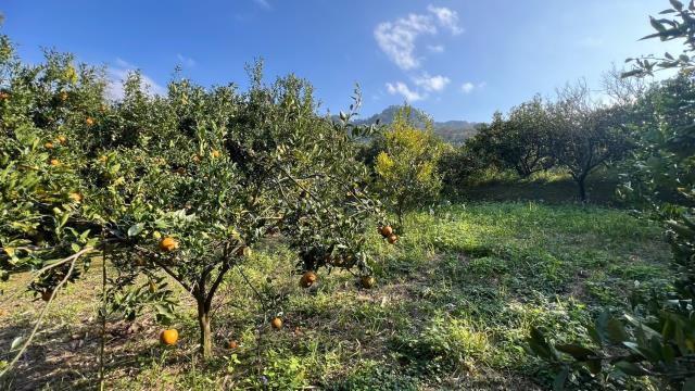 新竹北埔農地-1