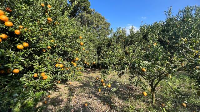 新竹北埔農地-2