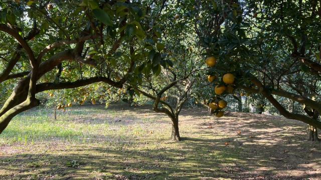 新竹北埔農地-3