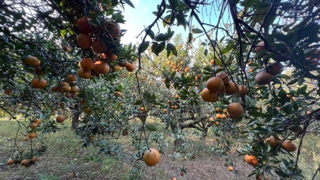 新竹北埔農地-4