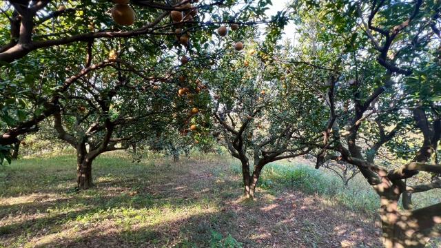 新竹北埔農地-5