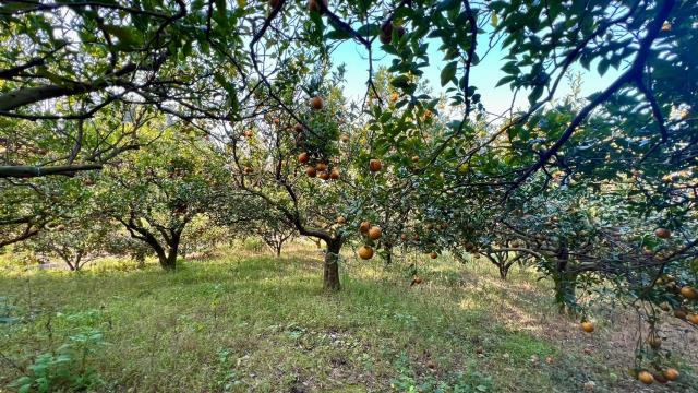 新竹北埔農地-6