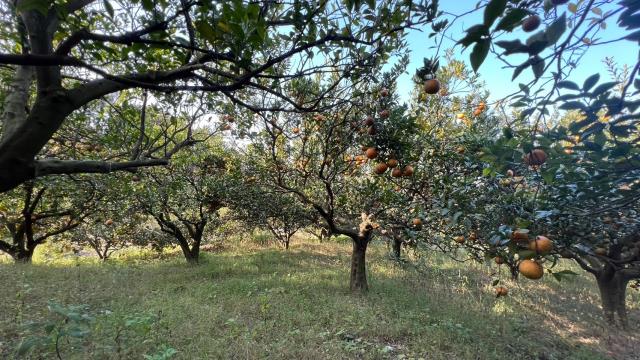 新竹北埔農地-7