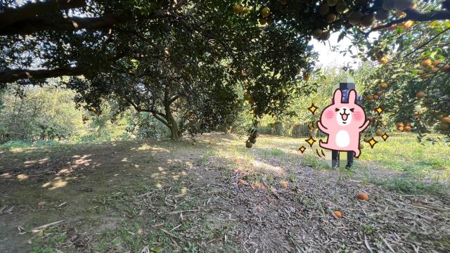 新竹北埔農地-8