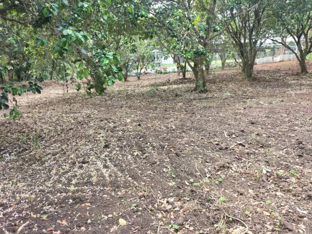 桃園龍潭農地-4