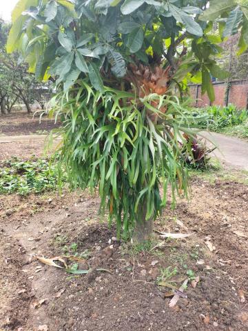 桃園龍潭農地-8