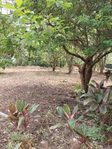 桃園龍潭農地-6