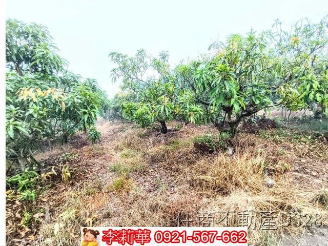 台南楠西農地-9