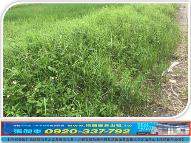 平鎮快速道路旁都內農地