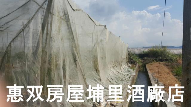 埔里農地-2