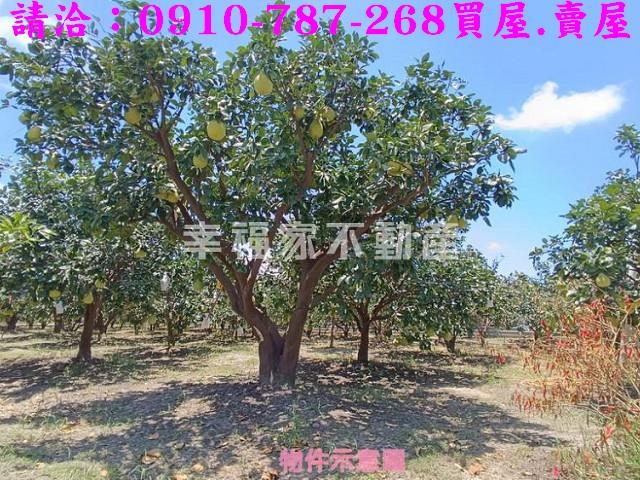 台南麻豆農地-9