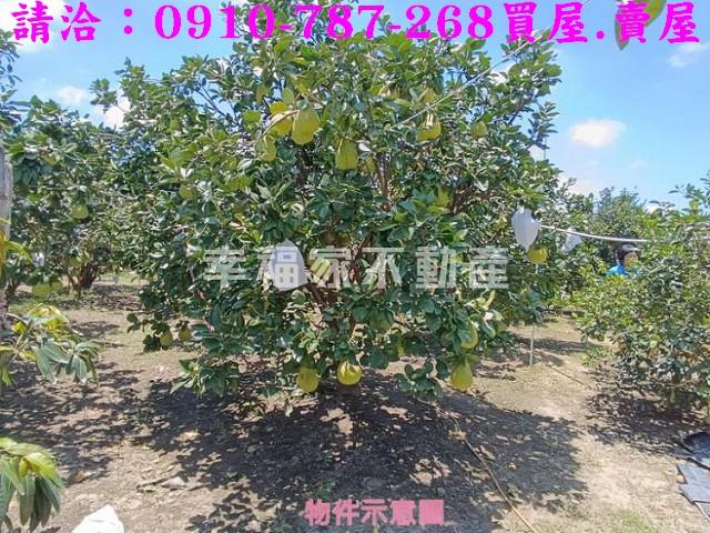 台南麻豆農地-8