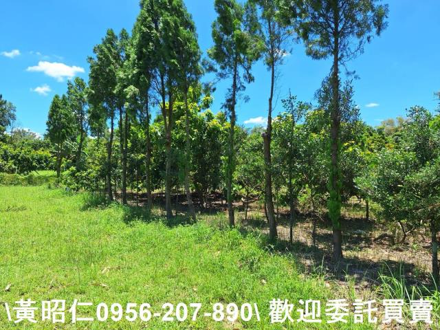 台南山上農地-6