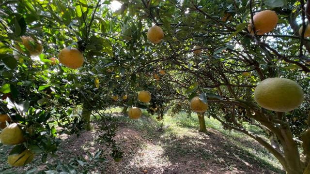 新竹峨眉農地-4