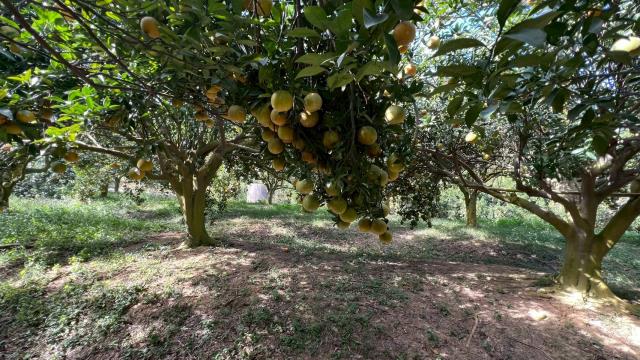 新竹峨眉農地-7