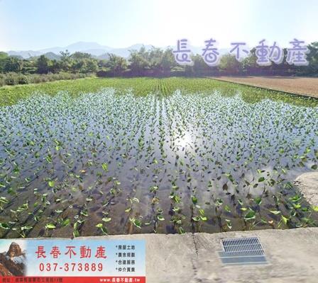 三義楓之谷美田