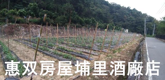 南投農地-0