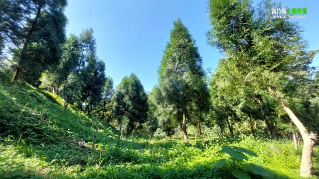 新竹北埔農地-9