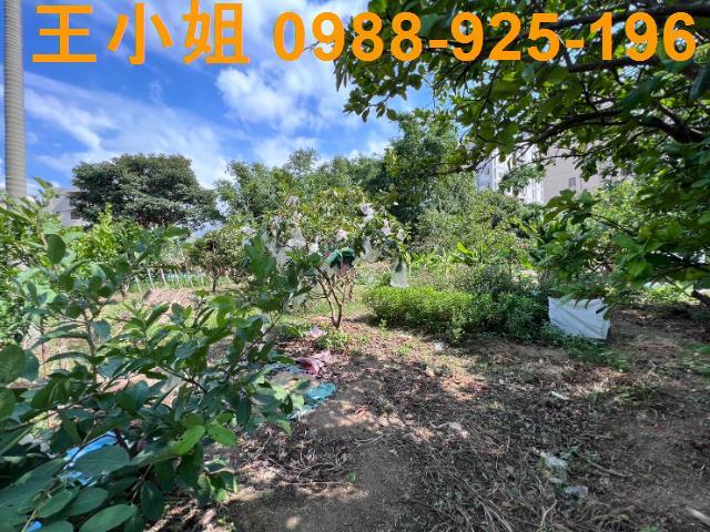 桃園桃園區農地-10