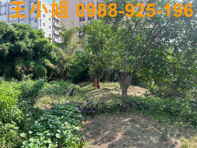 桃園桃園區農地-6