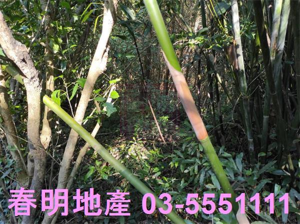 新竹關西農地-6