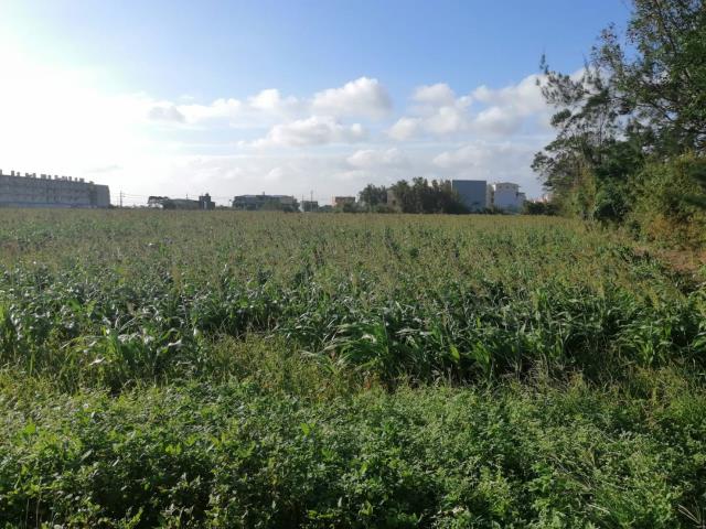 桃園觀音農地-3