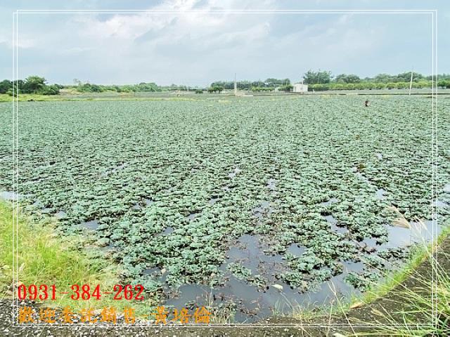 黃培倫H。蝸牛居