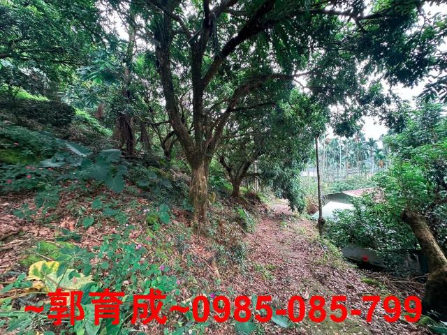 竹崎農地-11