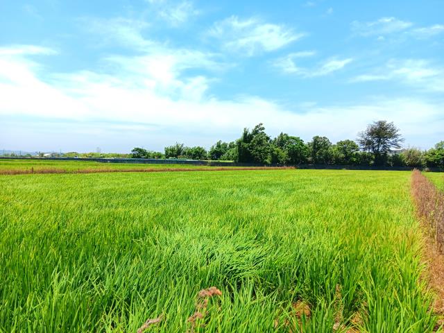 桃園新屋農地-1
