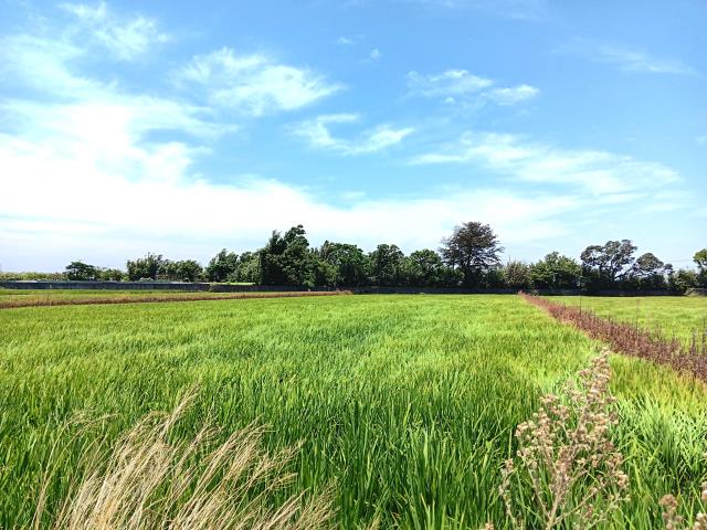 桃園新屋農地-3