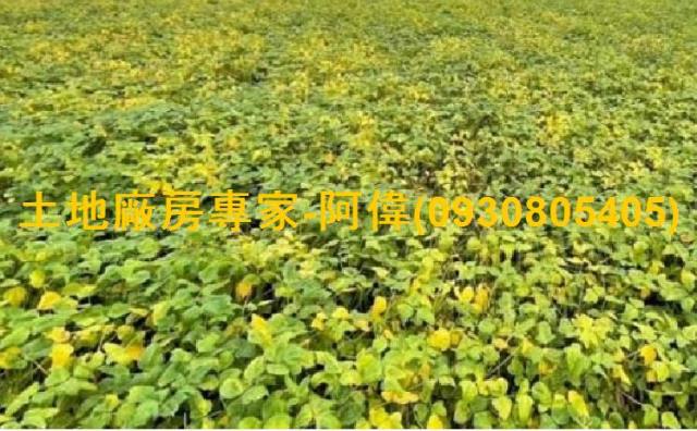 高雄大寮農地-0