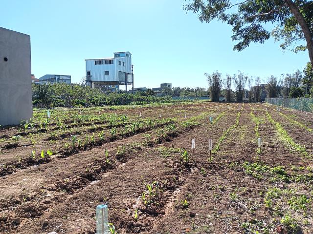 新屋農地-3