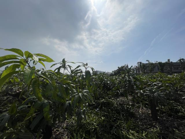高雄農地-8