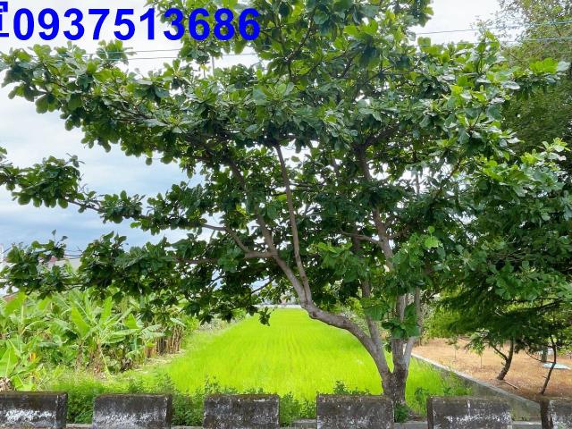 宜蘭宜蘭市農地-9