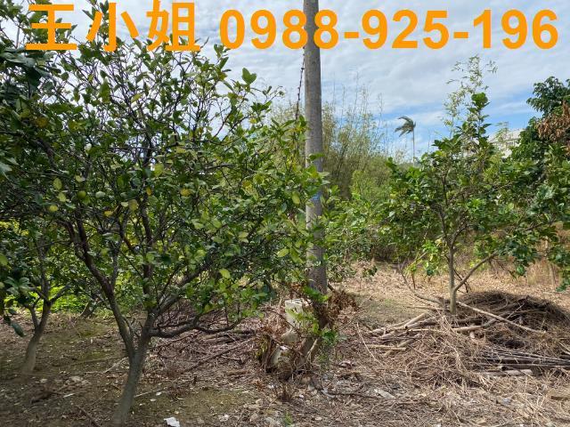 桃園桃園區農地-1