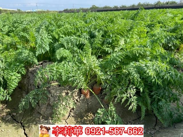 台南麻豆農地-10