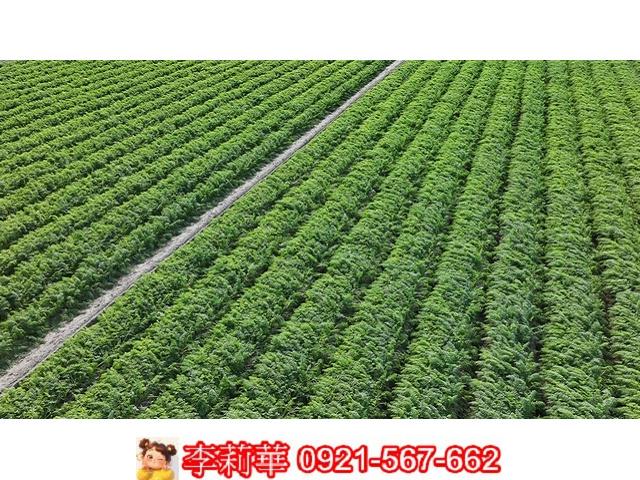 台南麻豆農地-7