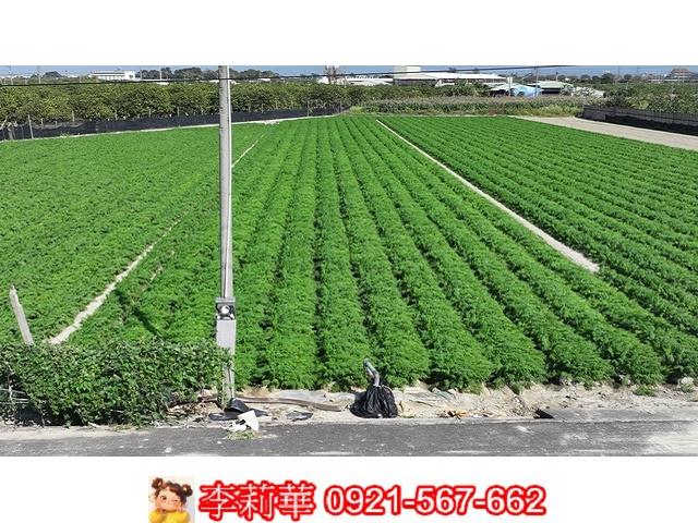 台南麻豆農地-8
