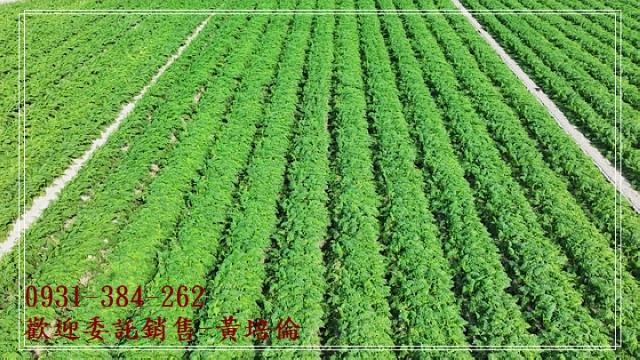 台南培倫房屋土地王