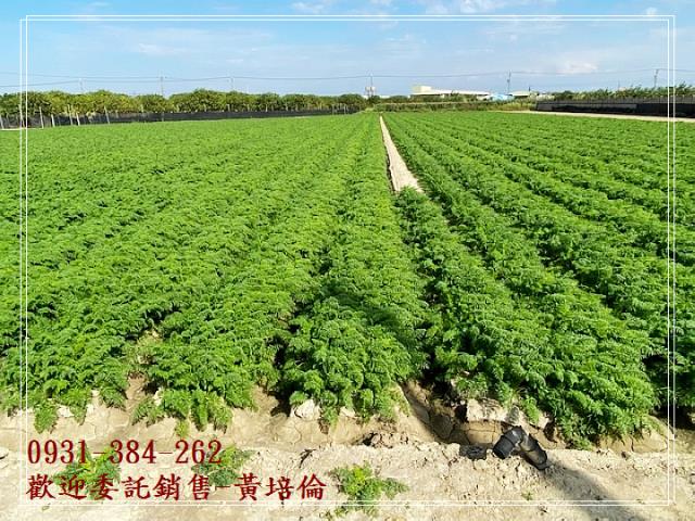 麻豆區南寮段開心農場