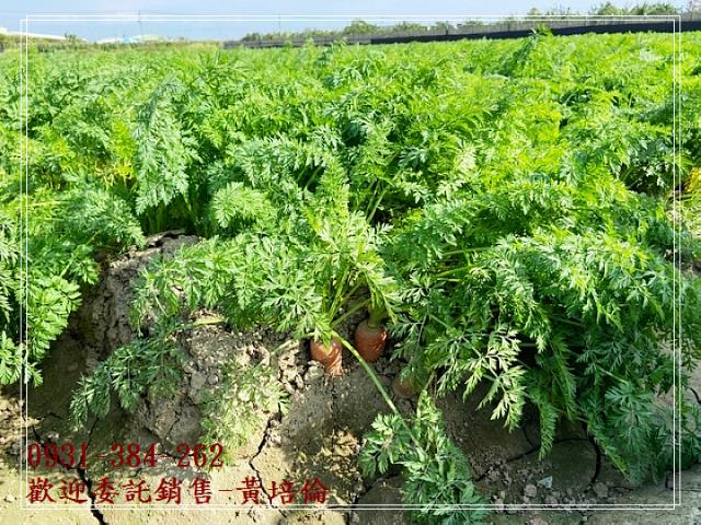 台南培倫房屋土地王,