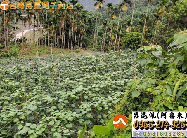 嘉義農地-4