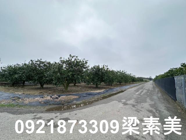 麻豆農地-6