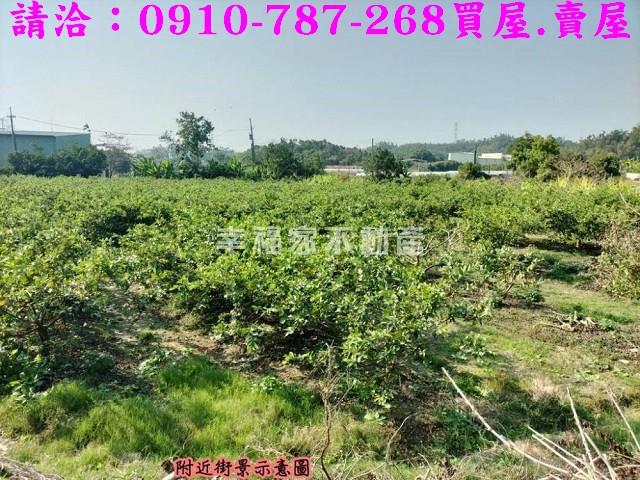 燕巢農地-6
