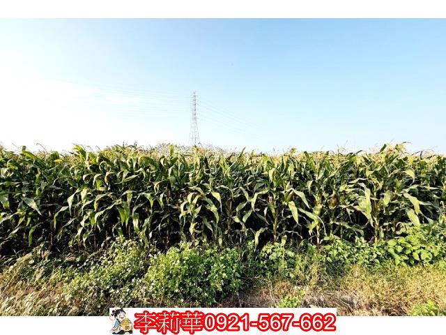 台南新營農地-7